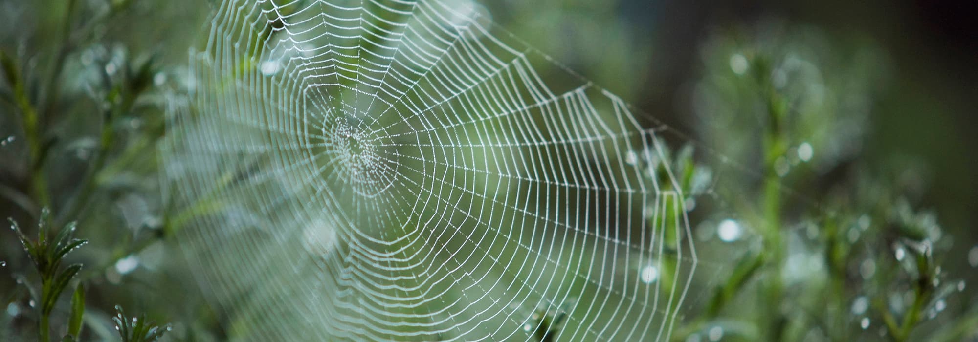 Spiderweb-AdobeStock_198138497-horizontal