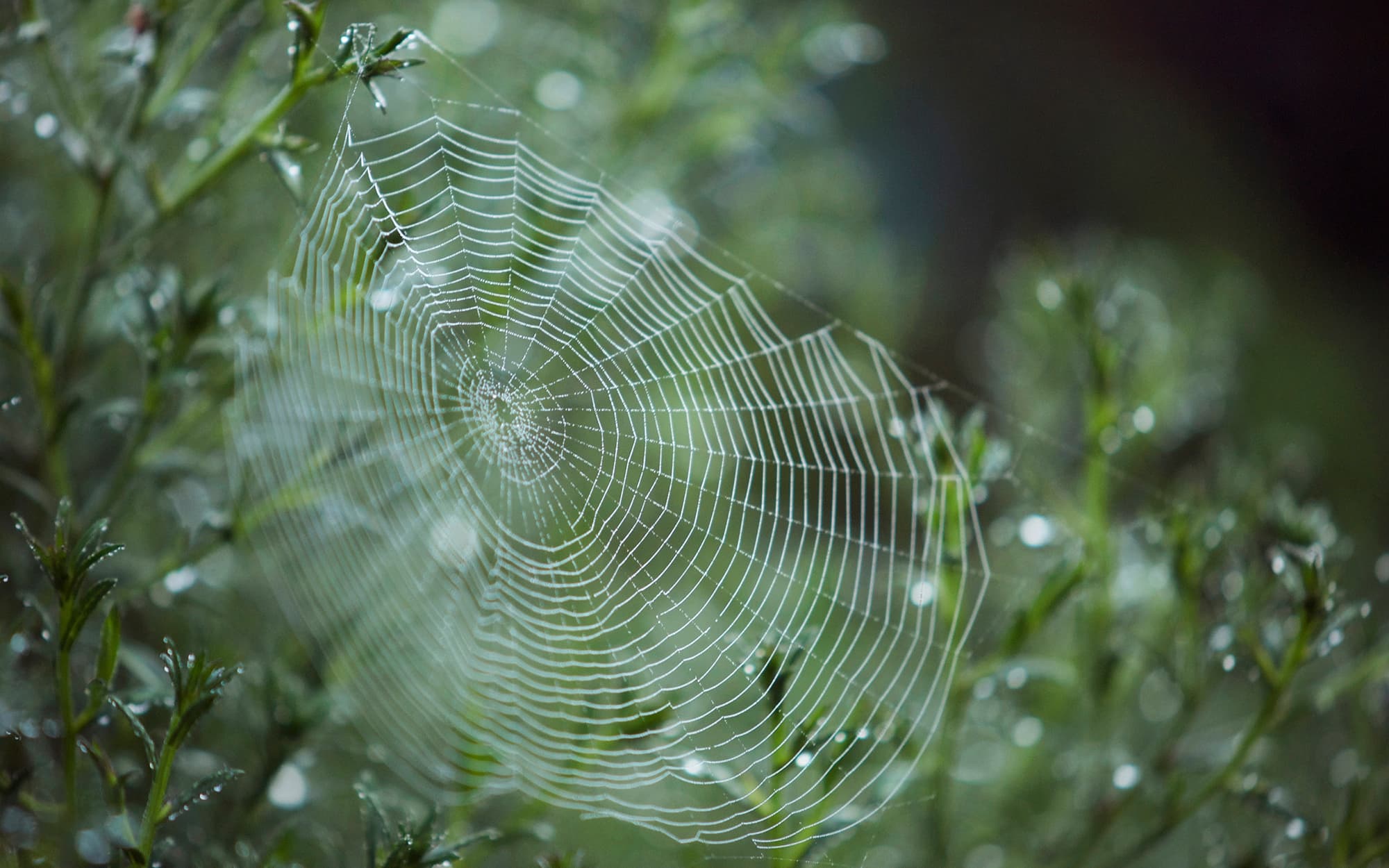 Spiderweb-AdobeStock_198138497